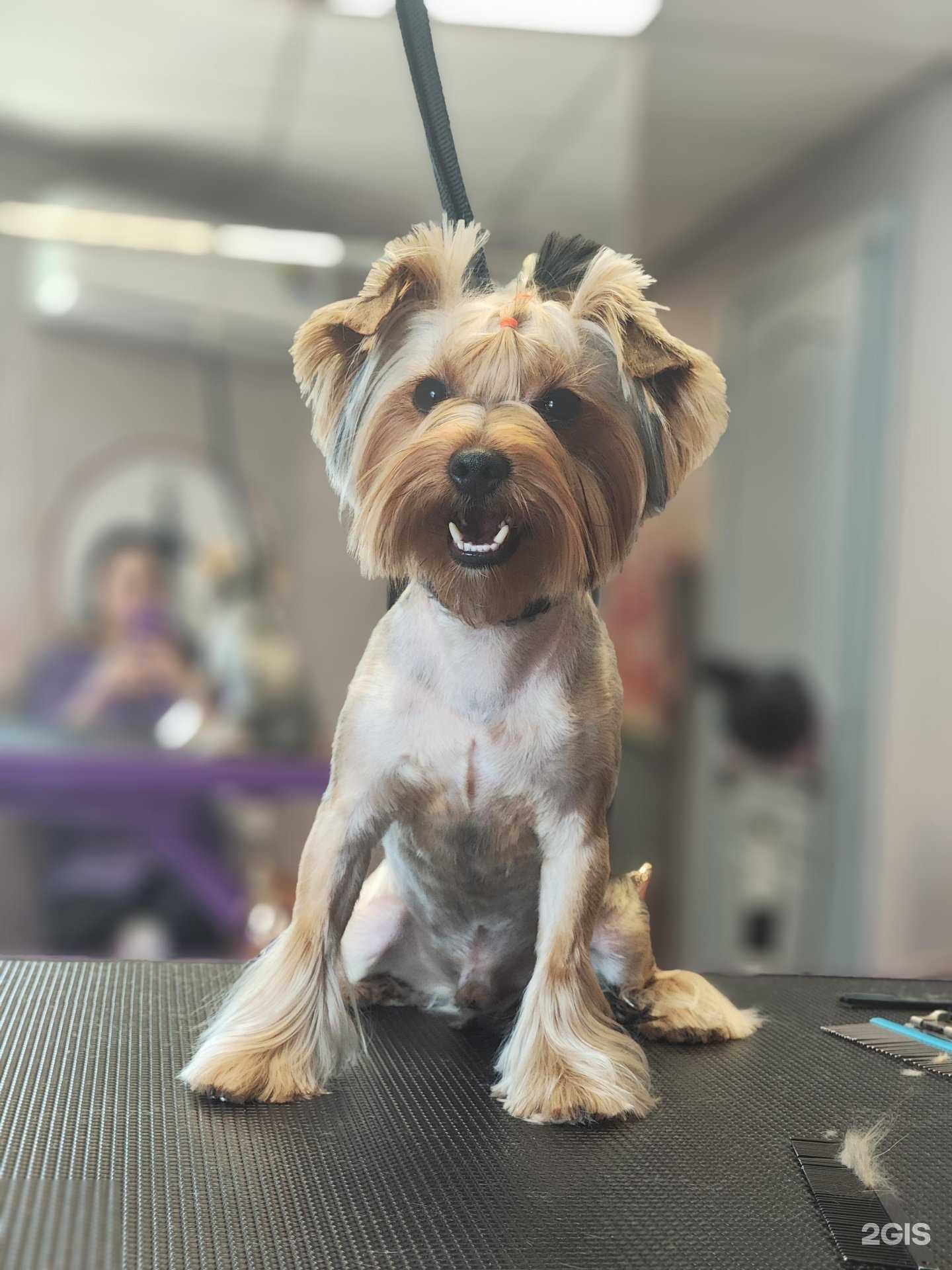 Отзывы на компанию Бис-Студио в Владивостоке c фото