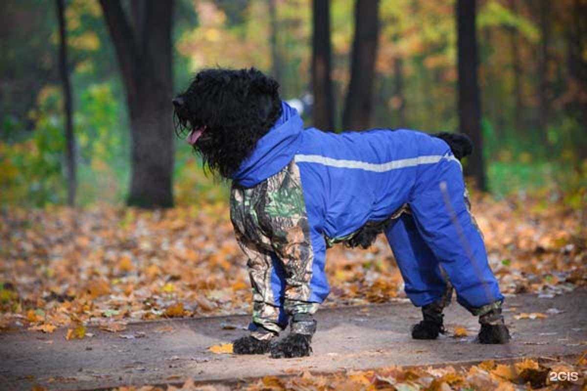 Отзывы на компанию Три кота в г. Воронеж c фото