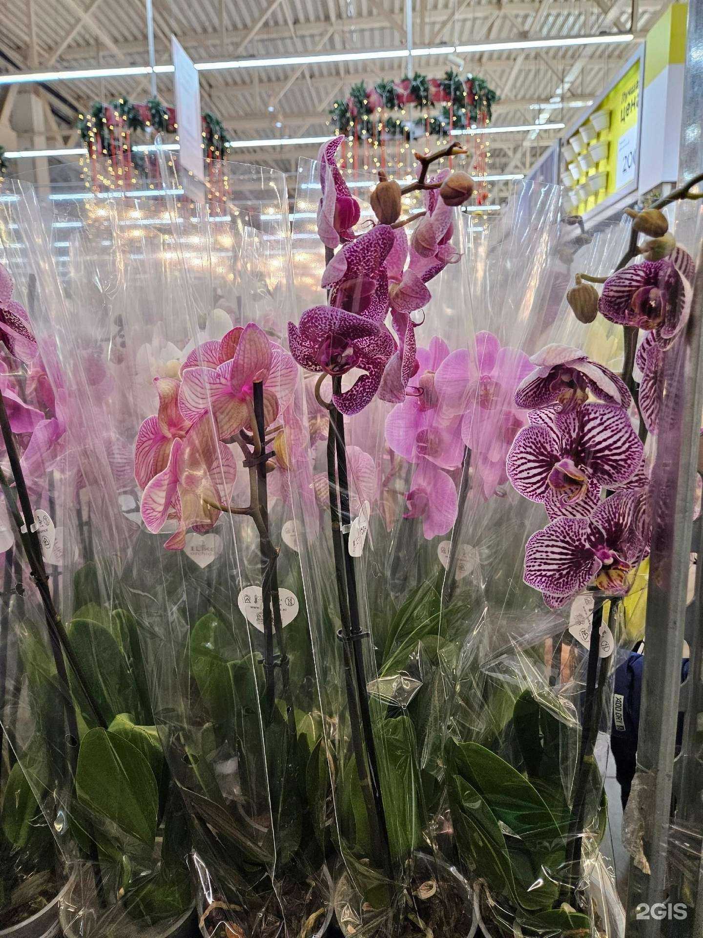 Отзывы на компанию Лемана Про в Кирове c фото