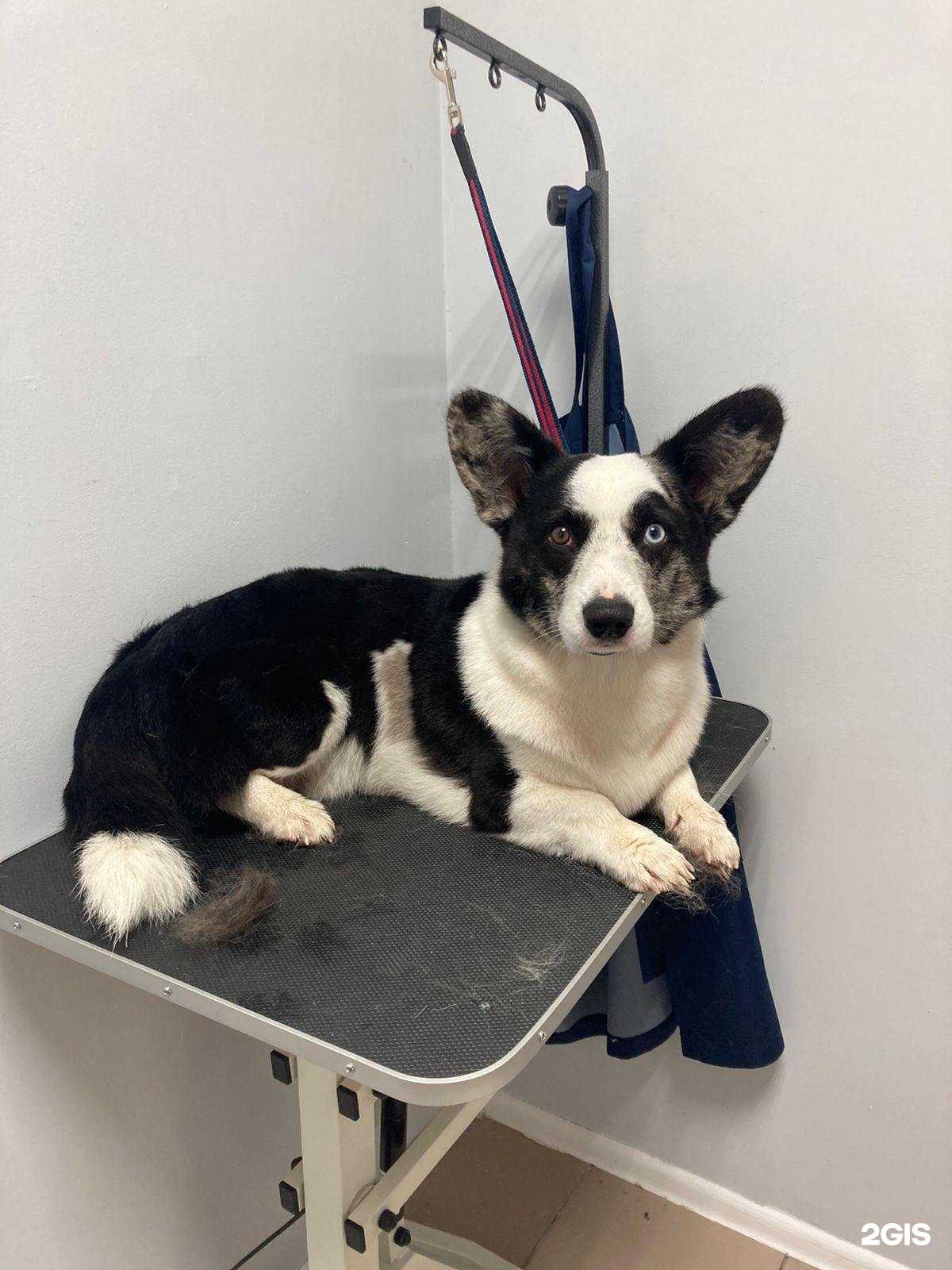 Отзывы на компанию GroomingTime в Уфе c фото