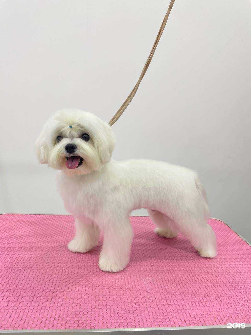 Отзывы на компанию 101 хвост в Волгограде c фото