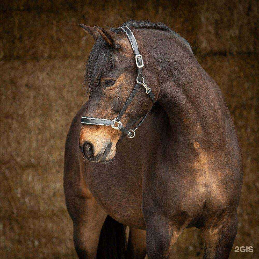 Отзывы на компанию ПониМашка56 в г. Оренбург c фото