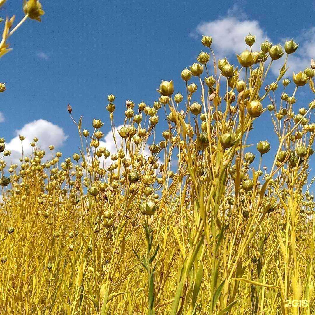 Отзывы на компанию Гелио-пакс в Волгограде c фото