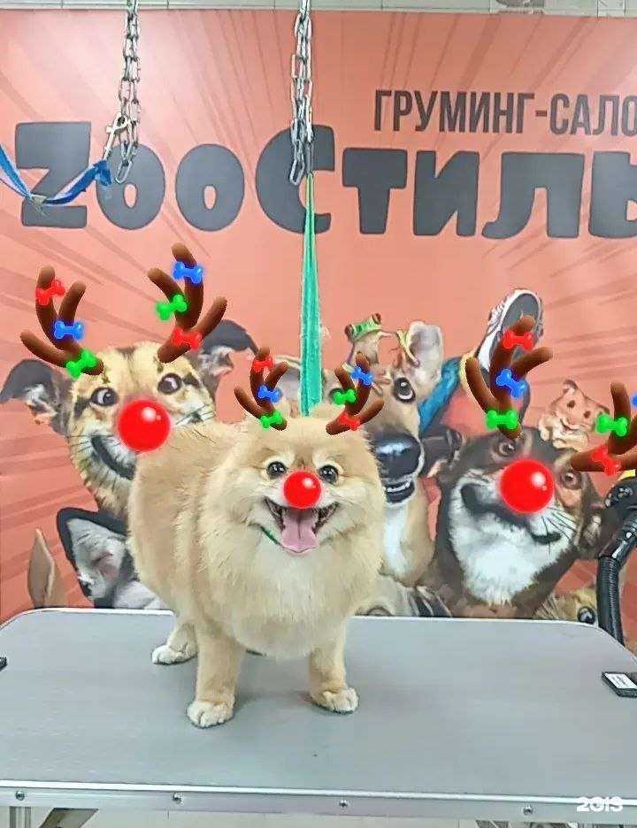 Отзывы на компанию ZооСтиль в г. Иркутск c фото