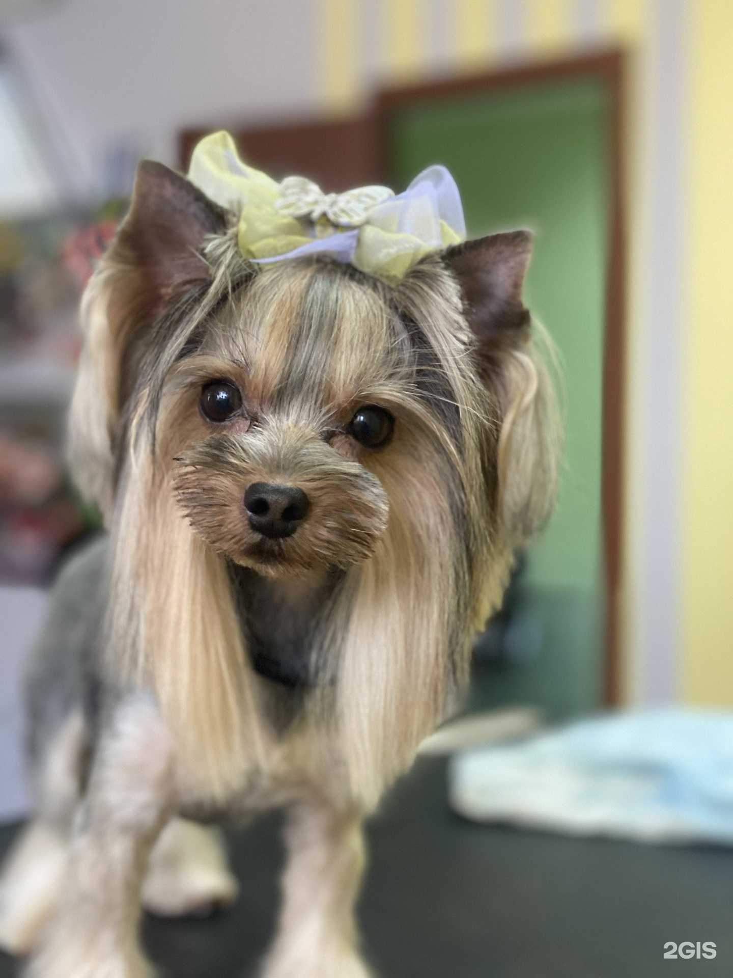 Отзывы на компанию Студия груминга в Тольятти c фото