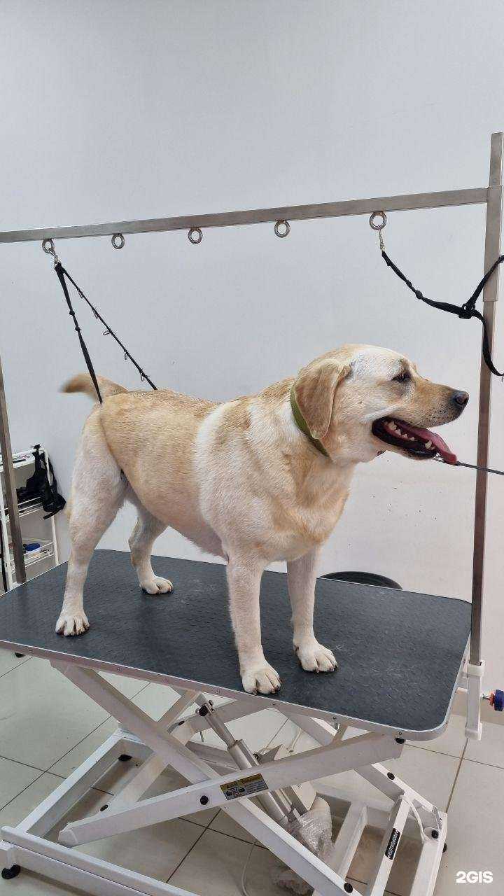 Отзывы на компанию El groom в г. Казань c фото