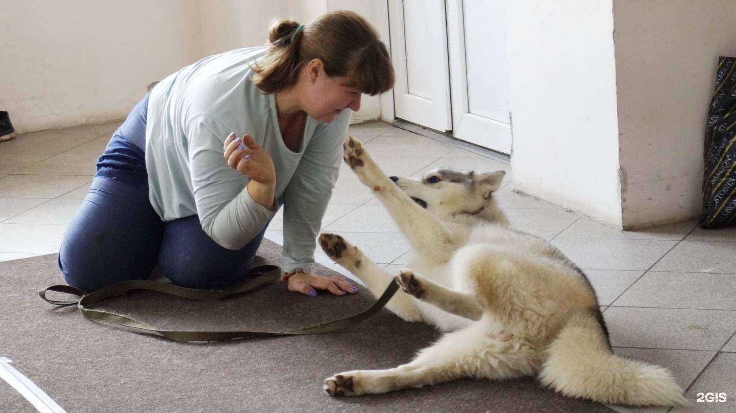 Отзывы на компанию Дог-центр в г. Тольятти c фото