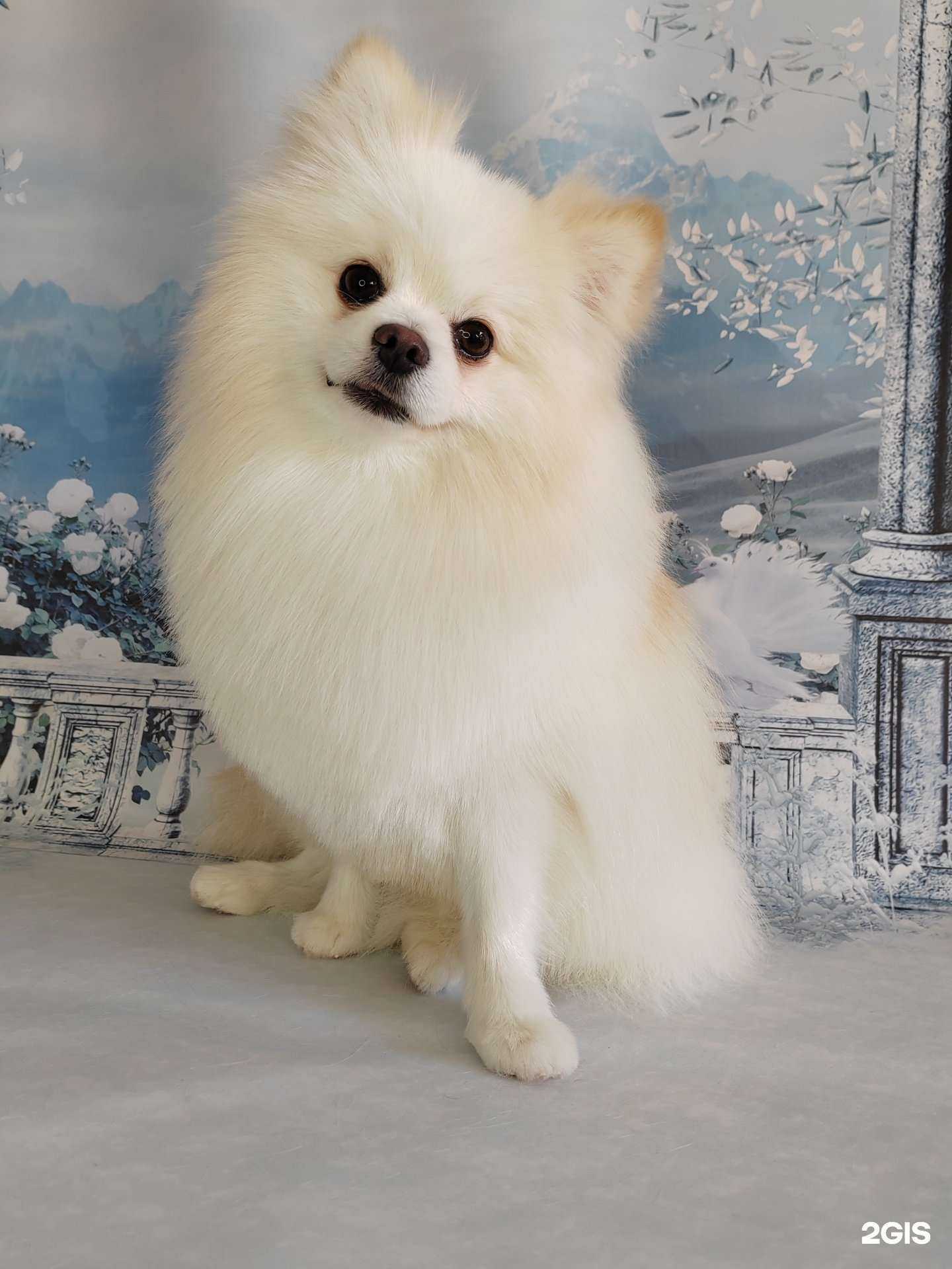 Отзывы на компанию Студия груминга в Магнитогорске c фото