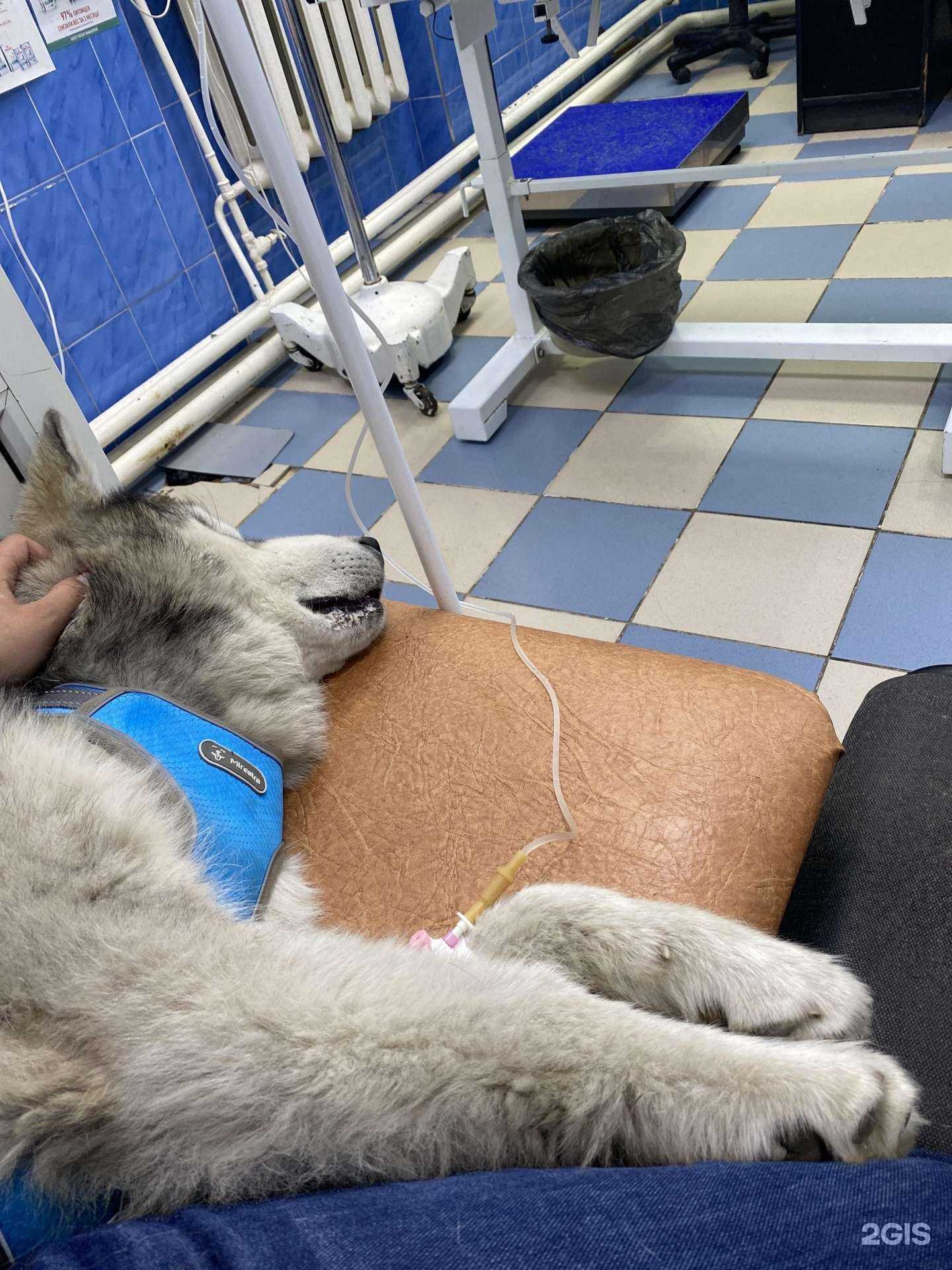 Отзывы на компанию Ангарская станция по борьбе с болезнями животных в г. Ангарск c фото