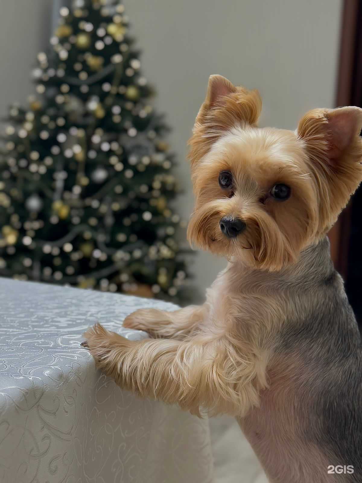 Отзывы на компанию Гавград в г. Еманжелинск c фото