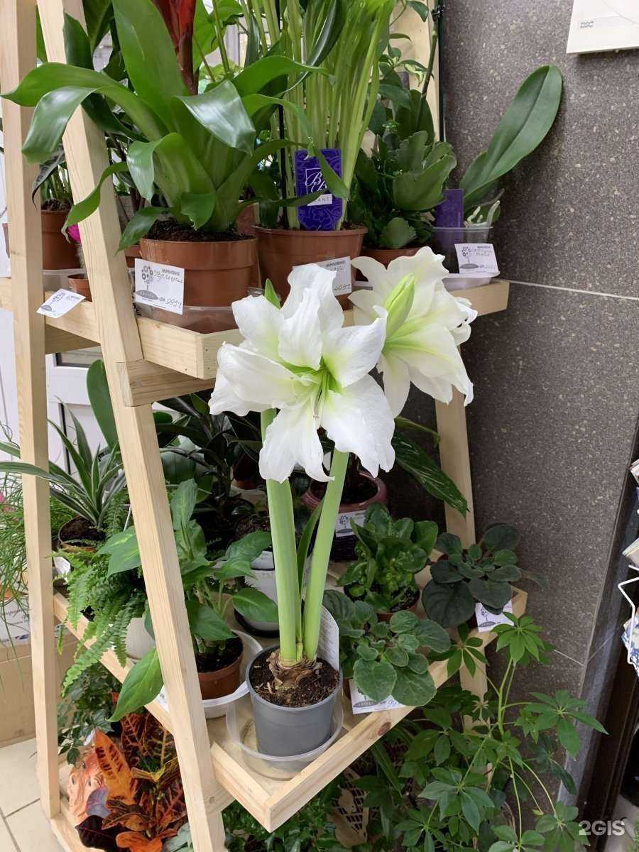 Отзывы на компанию Клумба в г. Кострома c фото