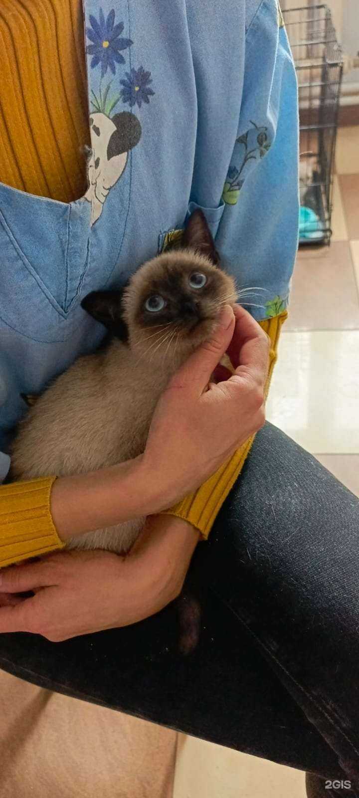 Отзывы на компанию Влажный нос в Подольске c фото