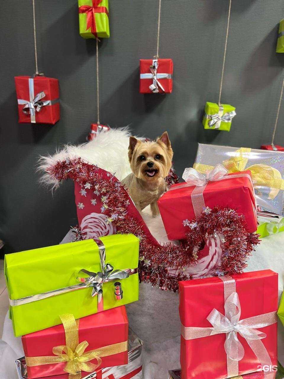 Отзывы на компанию Груминг салон в Кемерове c фото