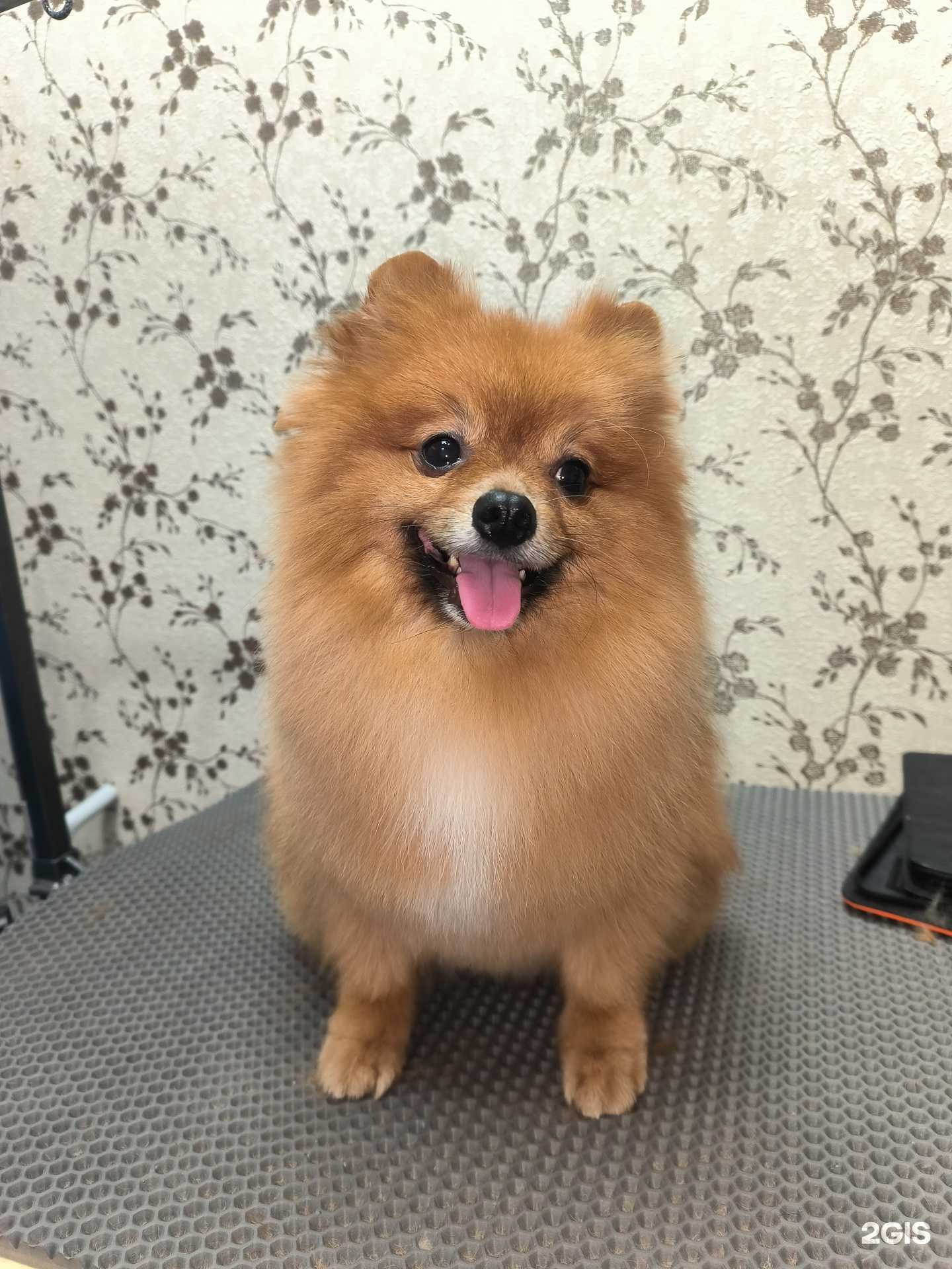 Отзывы на компанию Мисс Мяу в Краснодаре c фото