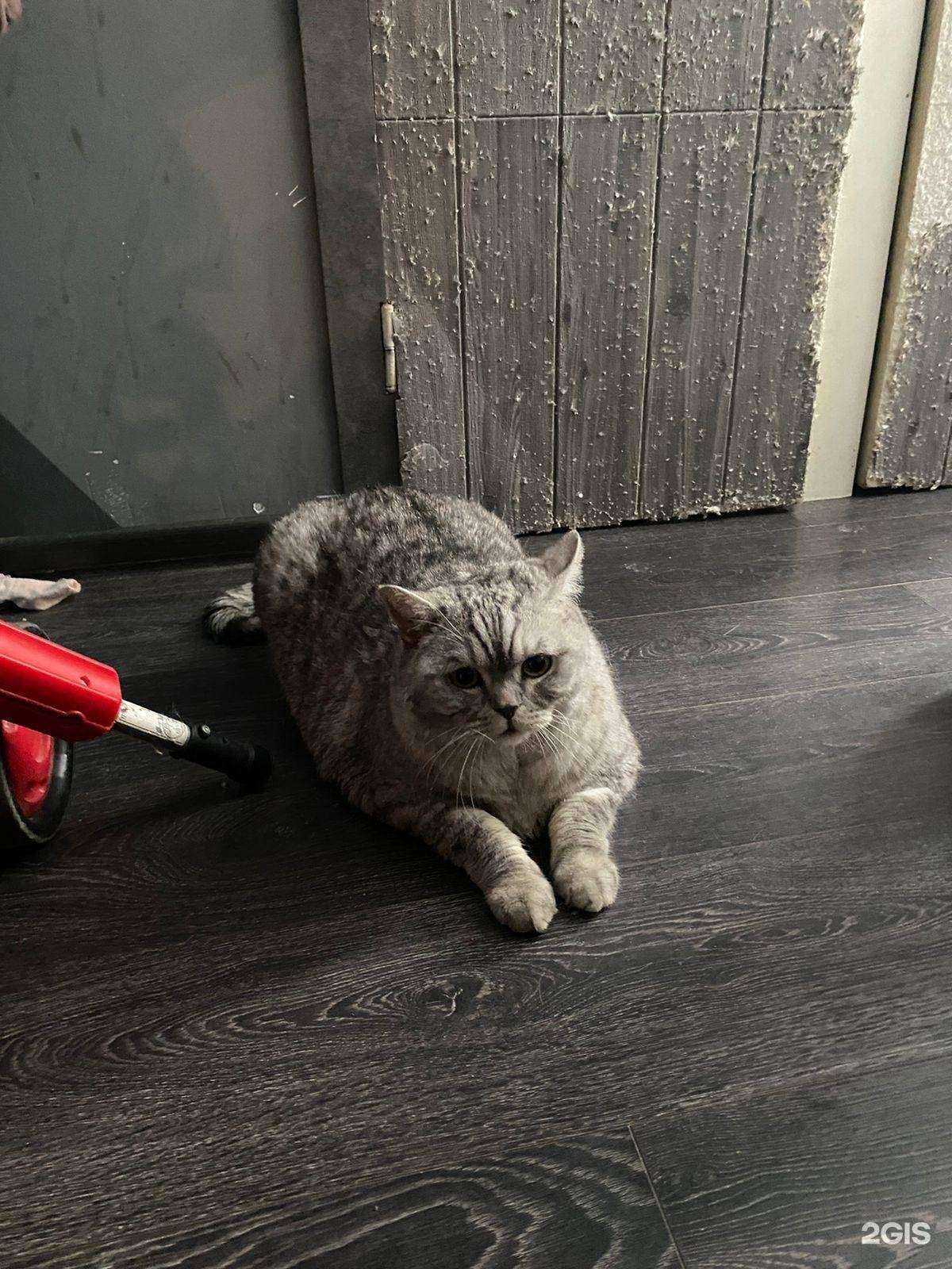 Отзывы на компанию Домашний любимец в г. Одинцово c фото