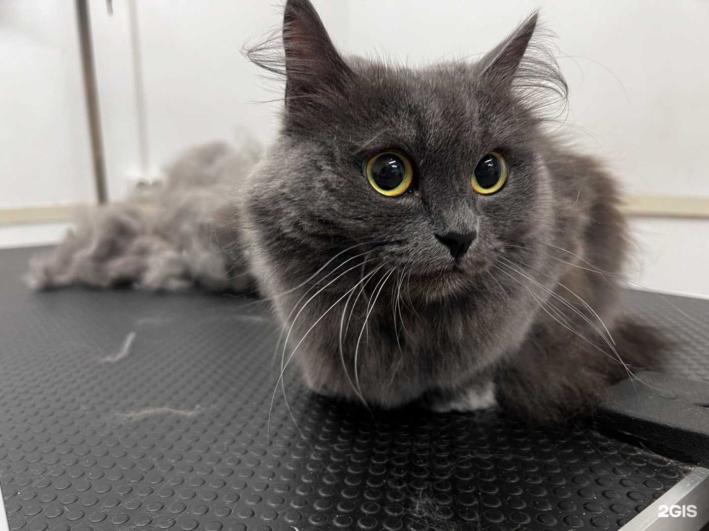 Отзывы на компанию GroomingArt в г. Краснодар c фото