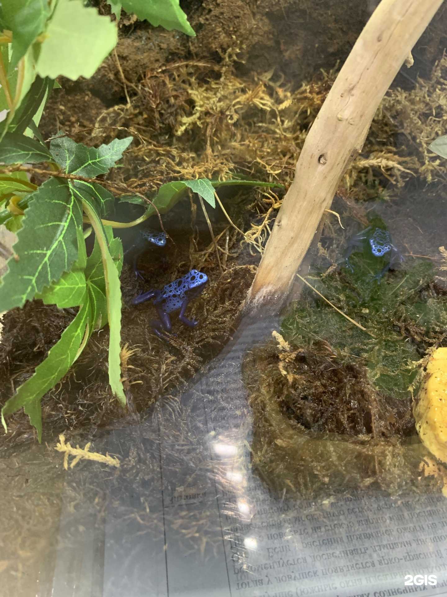 Отзывы на компанию Усики и Носики в Ростове-на-Дону c фото