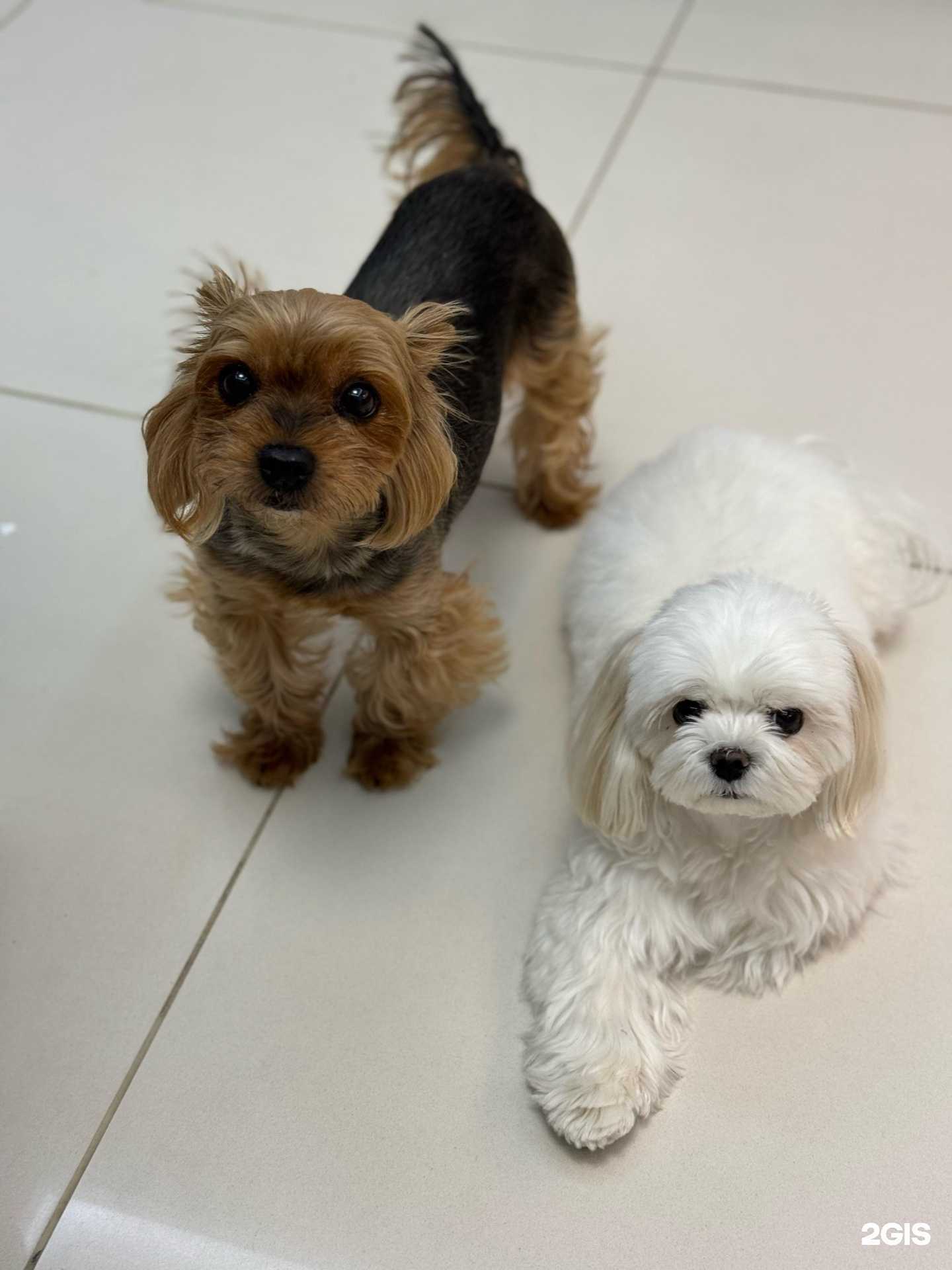 Отзывы на компанию Петан в г. Омск c фото