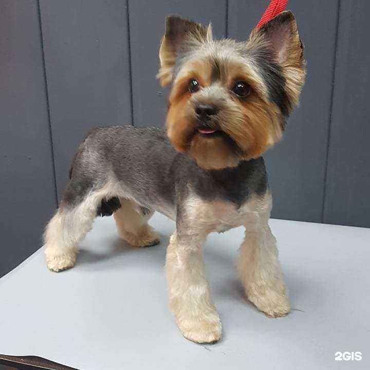 Отзывы на компанию Ваш грумер в Томске c фото