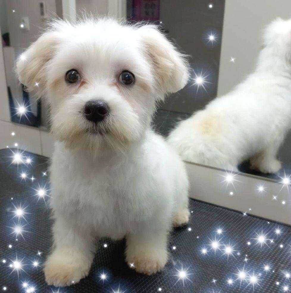 Отзывы на компанию Пушистый друг в г. Орск c фото