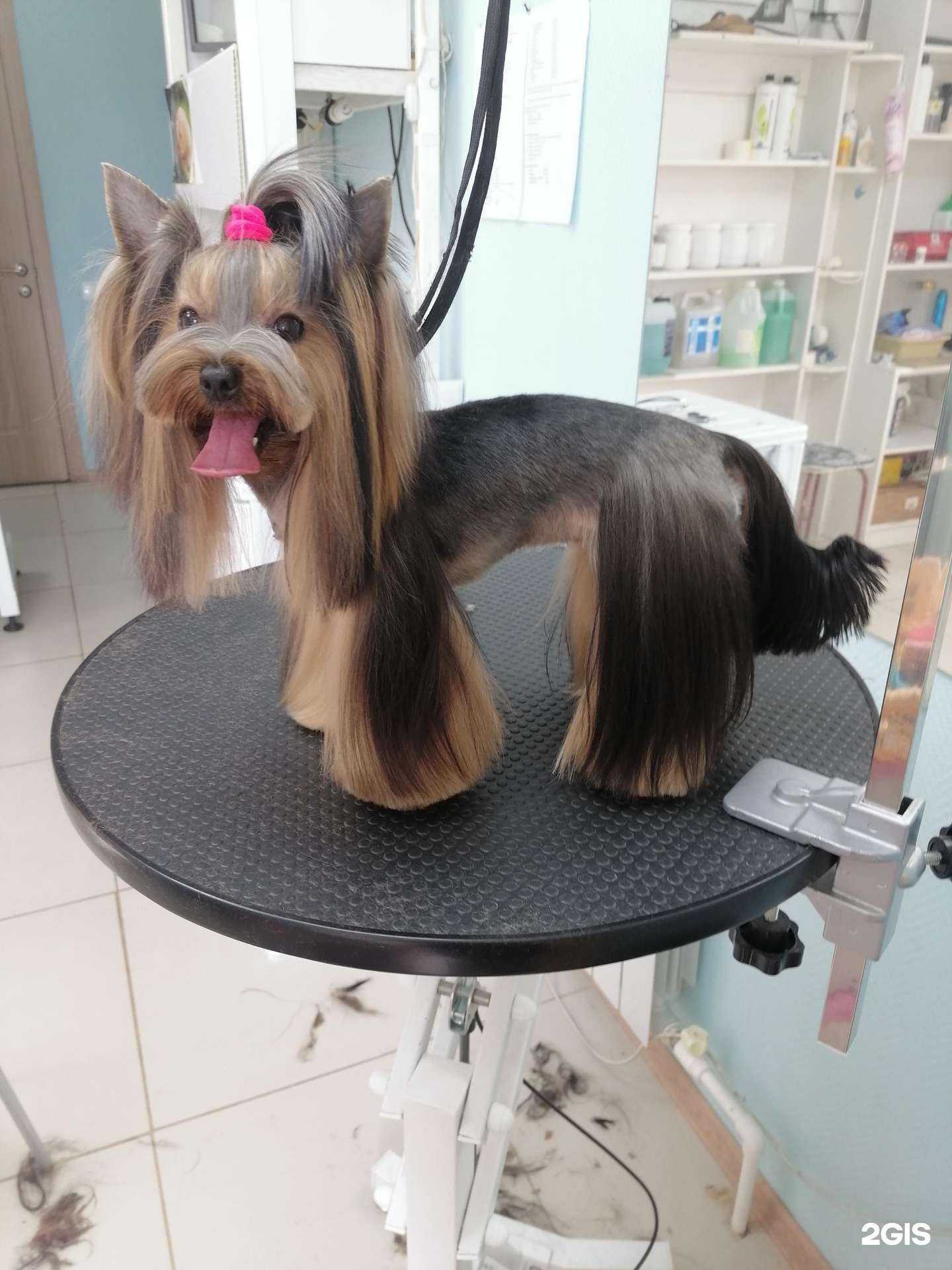 Отзывы на компанию Мальтипу в Старом Осколе c фото