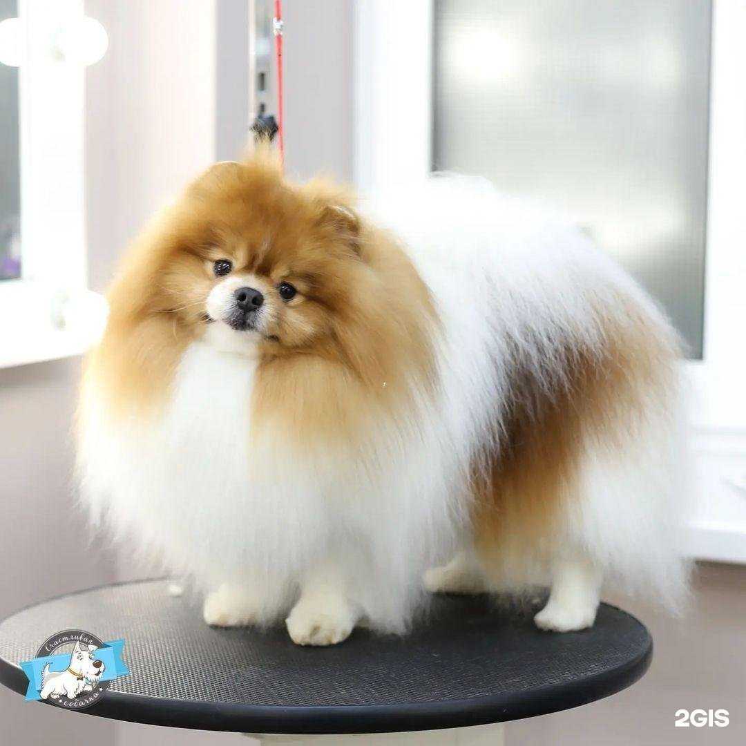 Отзывы на компанию Счастливая Собачка в г. Пушкино c фото