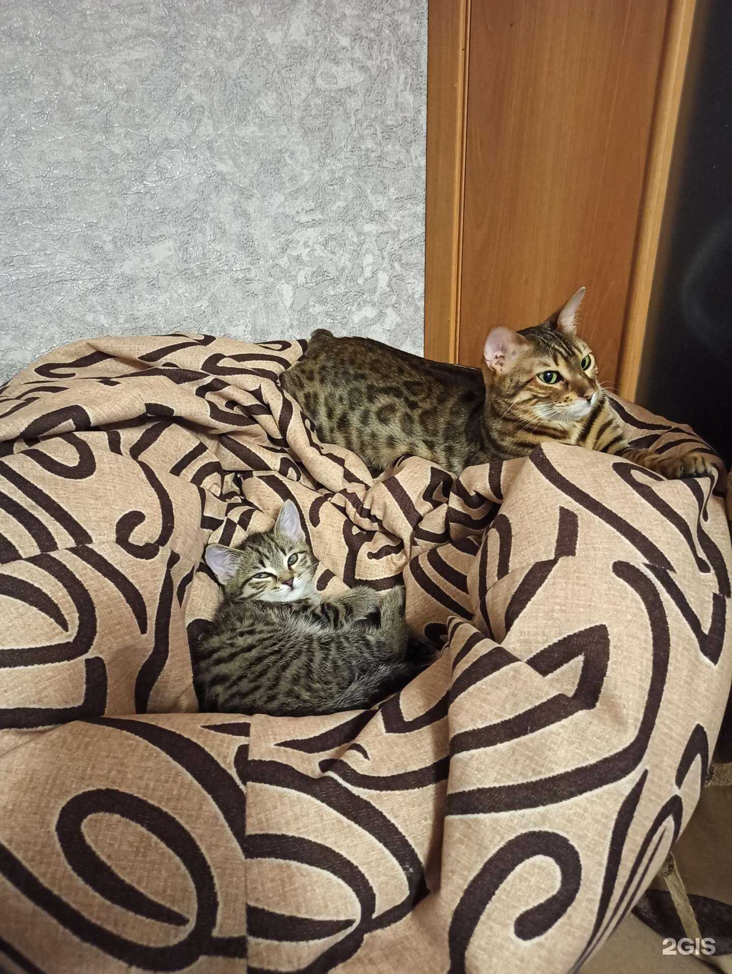 Отзывы на компанию Айболит в Кемерове c фото