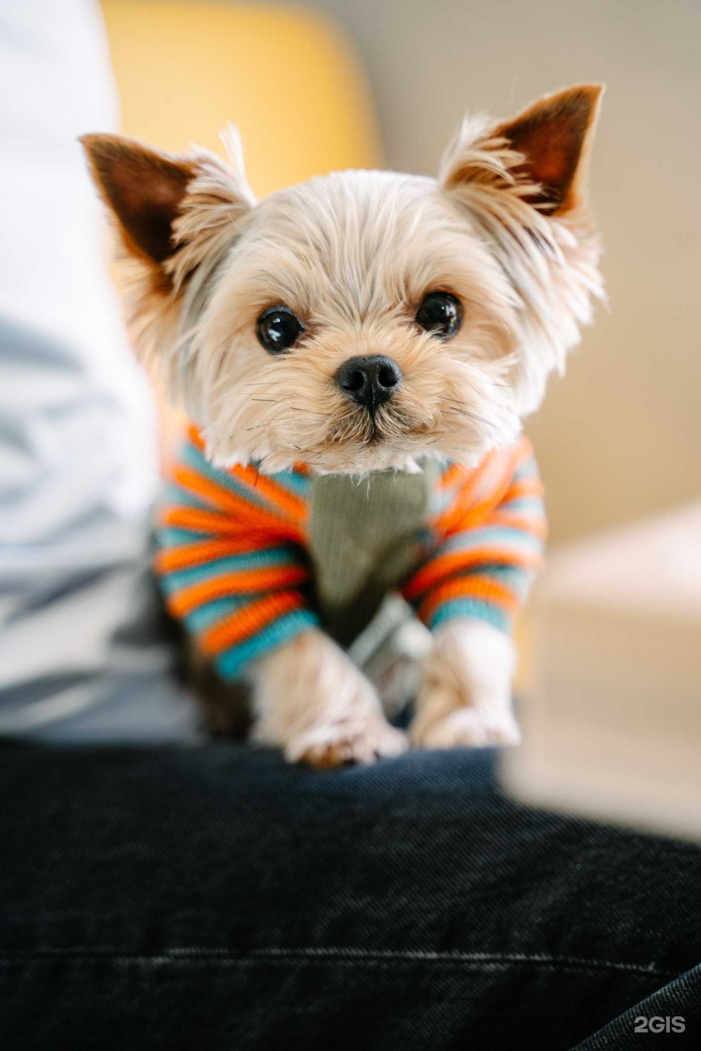 Отзывы на компанию Скоро пицца в Алексеевке c фото