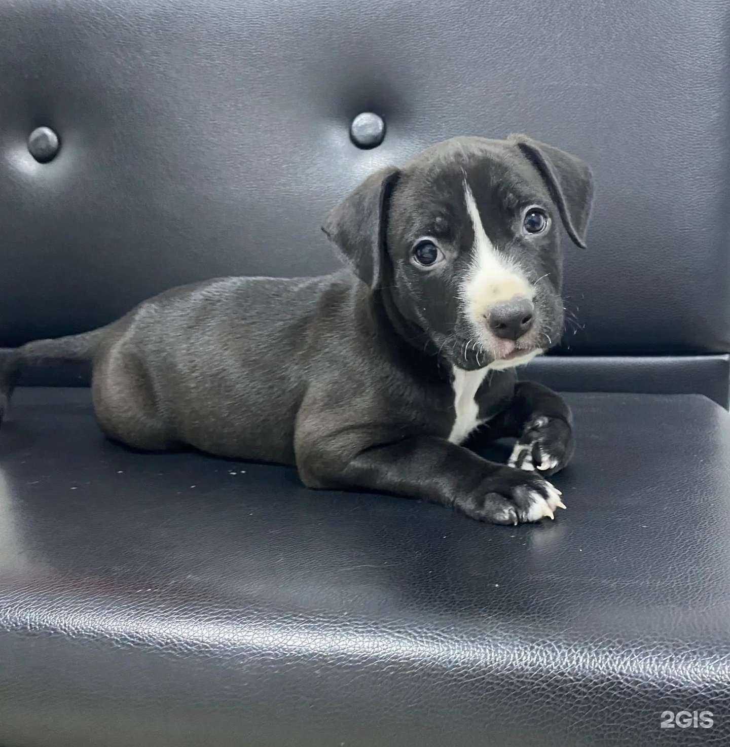 Отзывы на компанию Сенбернар в Челябинске c фото