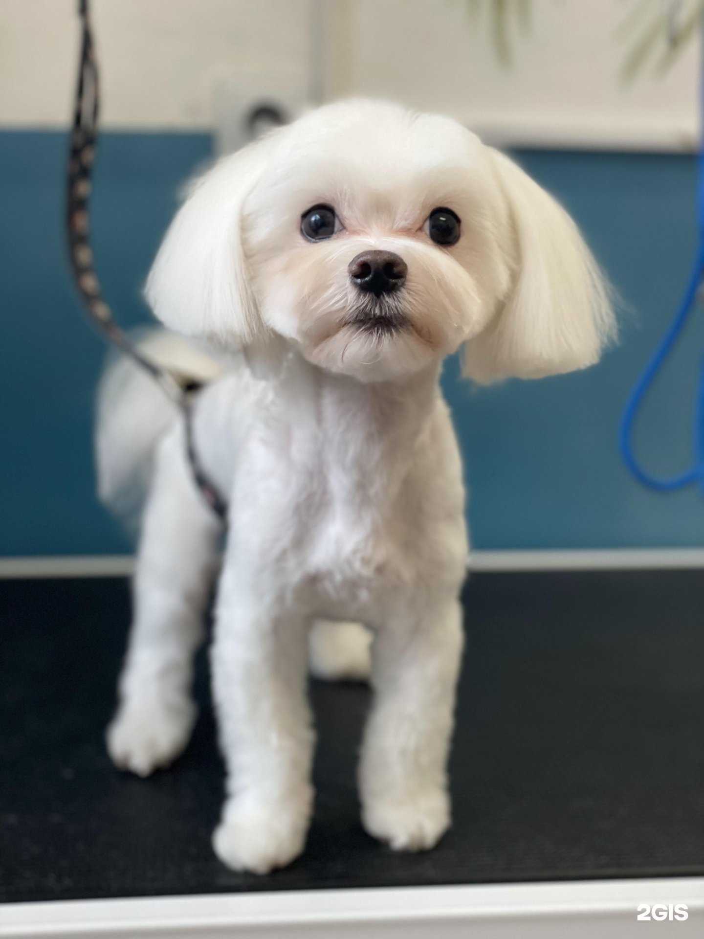 Отзывы на компанию Моё собачье дело 39 в Калининграде c фото