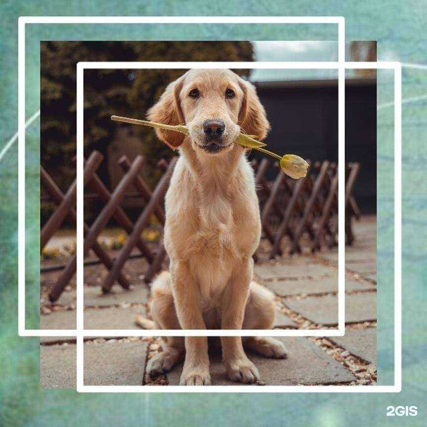 Отзывы на компанию Снежный барс в г. Ростов-на-Дону c фото