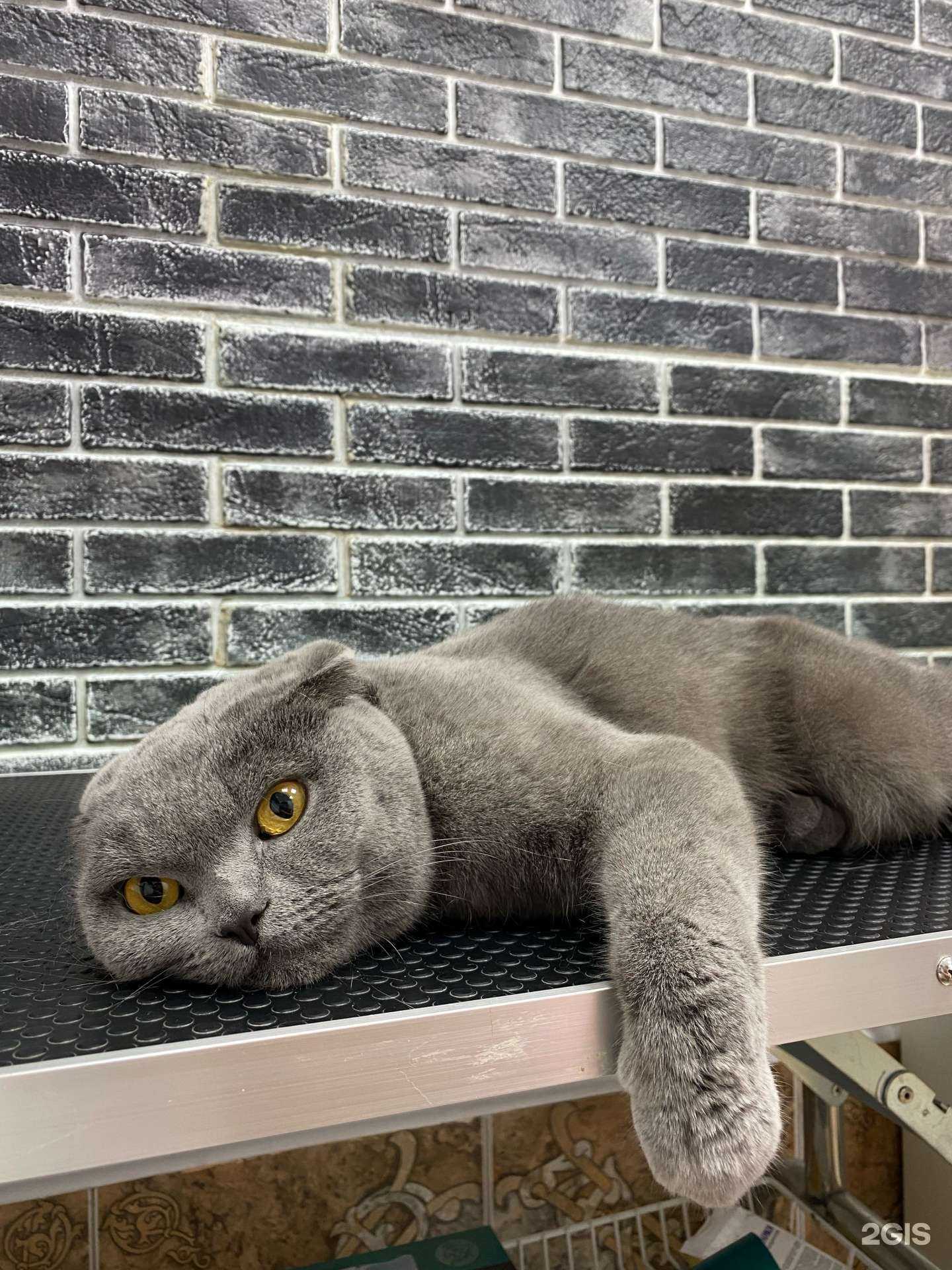 Отзывы на компанию Woof Groom в г. Краснодар c фото