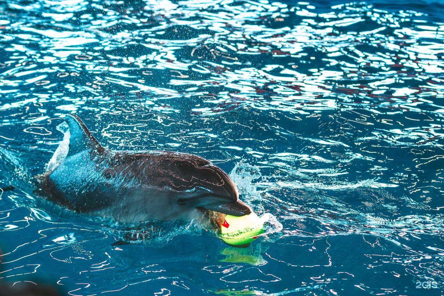 Отзывы на компанию Нижегородский дельфинарий в Нижнем Новгороде c фото