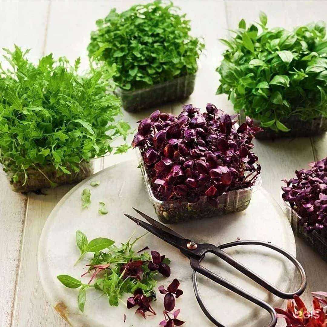 Отзывы на компанию Садовод в г. Новосибирск c фото