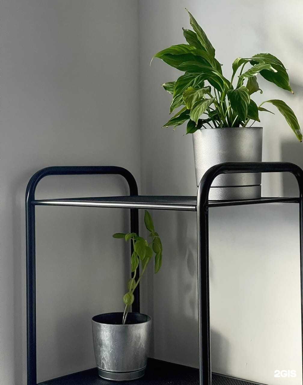 Отзывы на компанию Сила леса в Сочи c фото