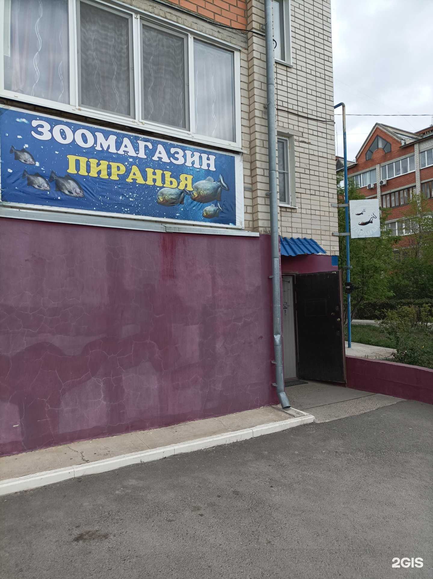 Отзывы на компанию Пиранья в Камышине c фото