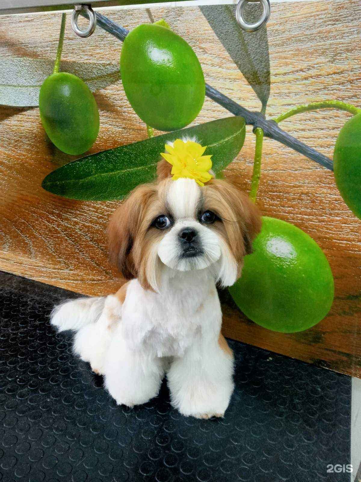 Отзывы на компанию ЗооМама в г. Тольятти c фото