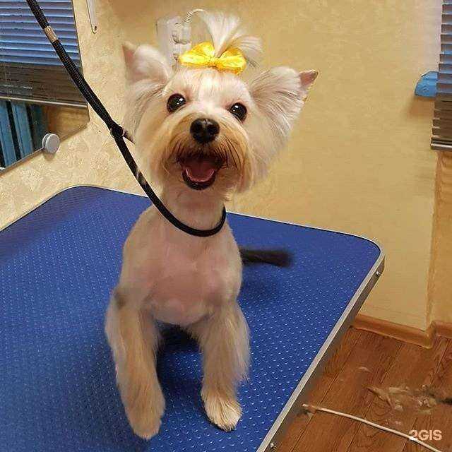 Отзывы на компанию Хатико в г. Новокузнецк c фото