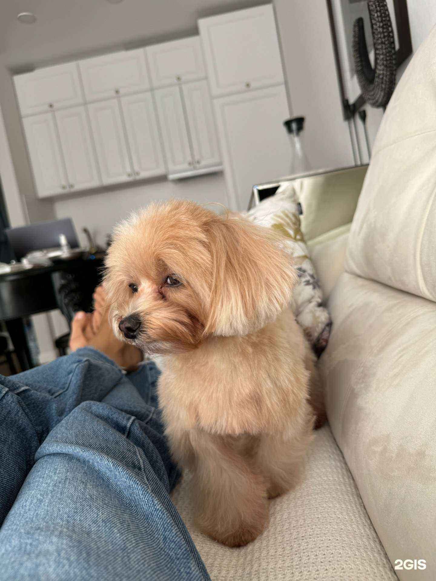 Отзывы на компанию Компания по уходу за животными в г. Сочи c фото