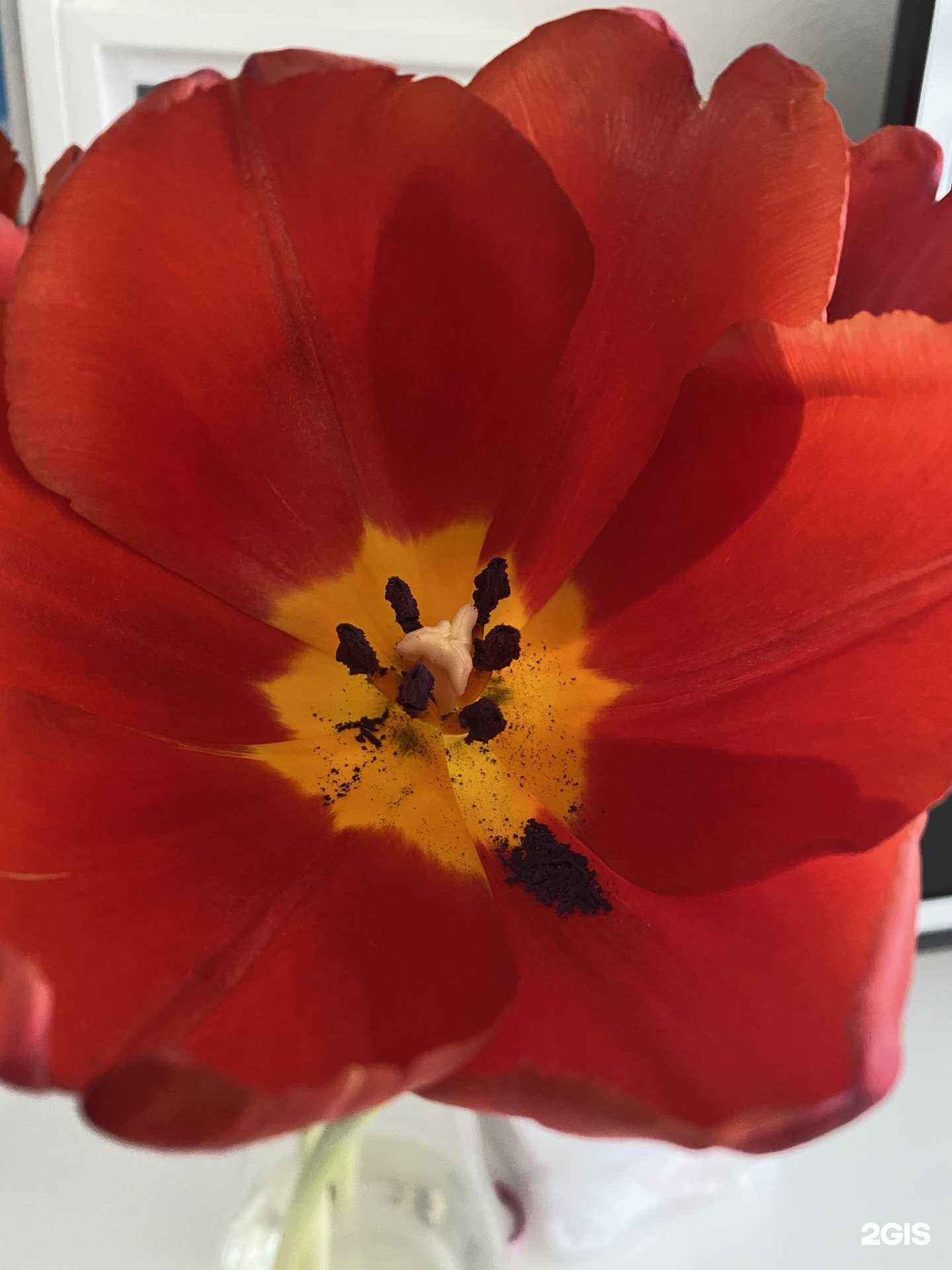 Отзывы на компанию Орхидея в г. Нижневартовск c фото