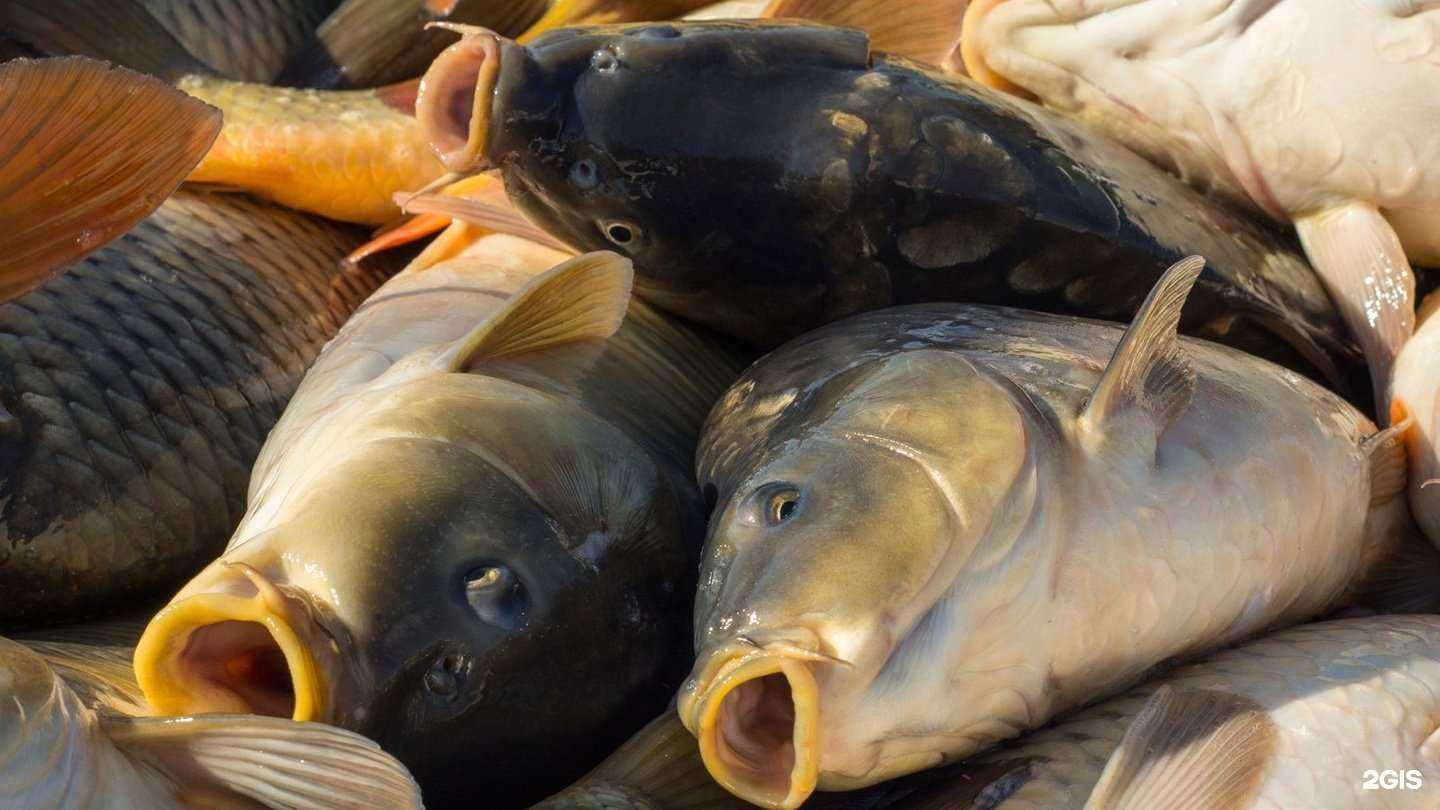 Отзывы на компанию Экорыба Сибири в Новосибирске c фото