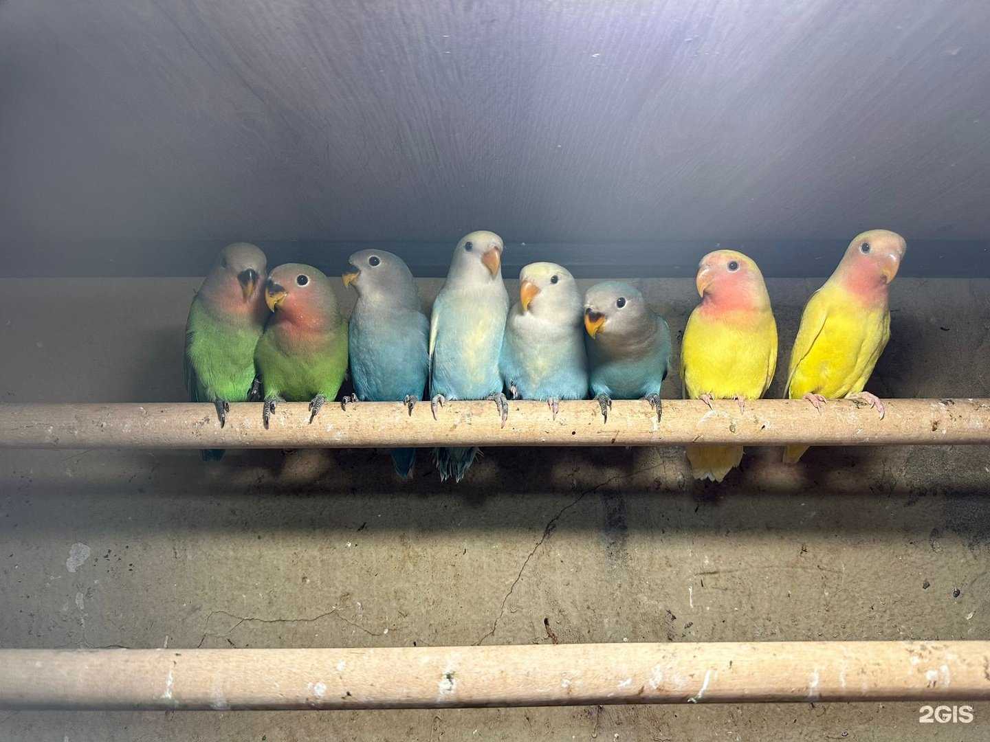 Отзывы на компанию Белочка и стрелочка в Перми c фото