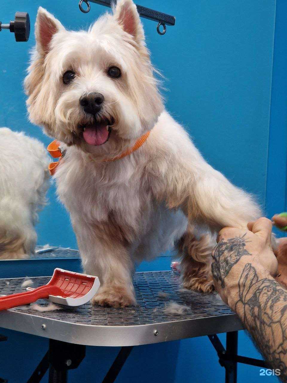 Отзывы на компанию PetGrooming в г. Уфа c фото