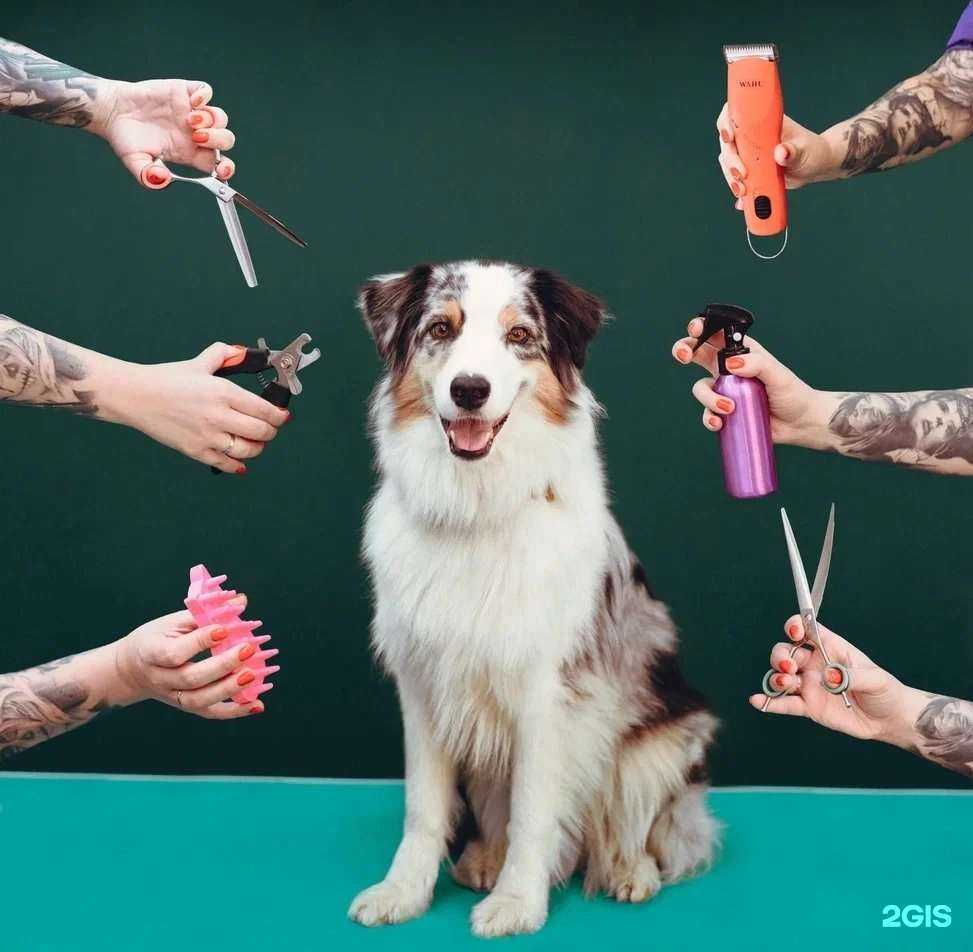 Отзывы на компанию Golden Dog в г. Новый Уренгой c фото