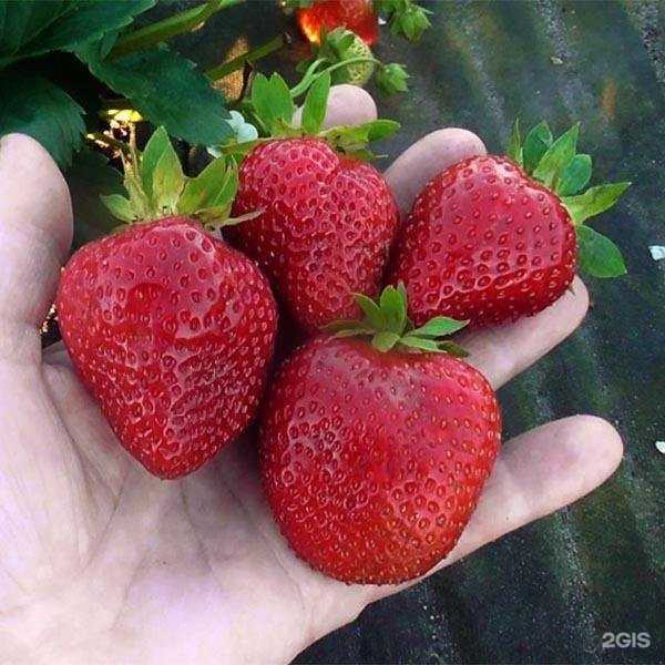 Отзывы на компанию Бердский в г. Бердск c фото