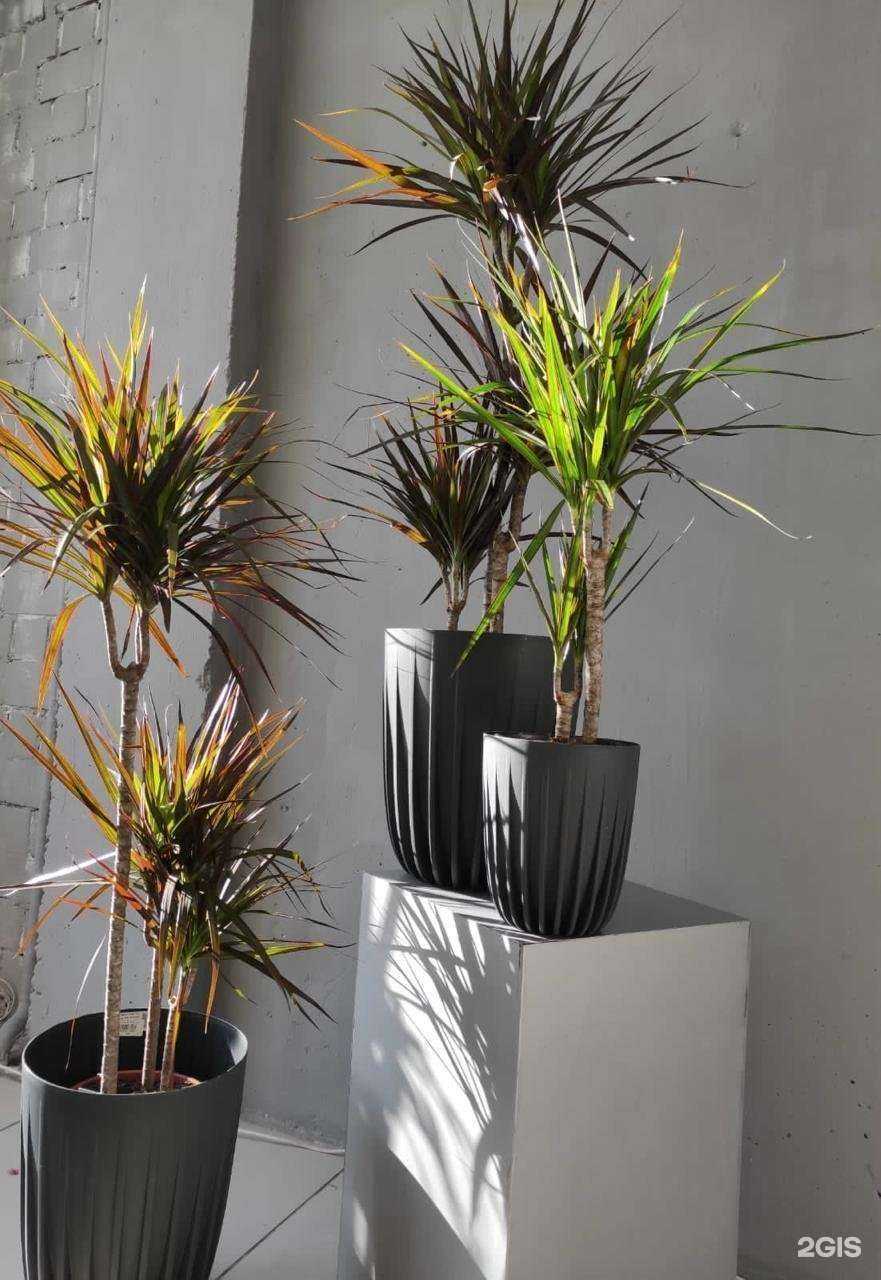 Отзывы на компанию Клумба в г. Иркутск c фото