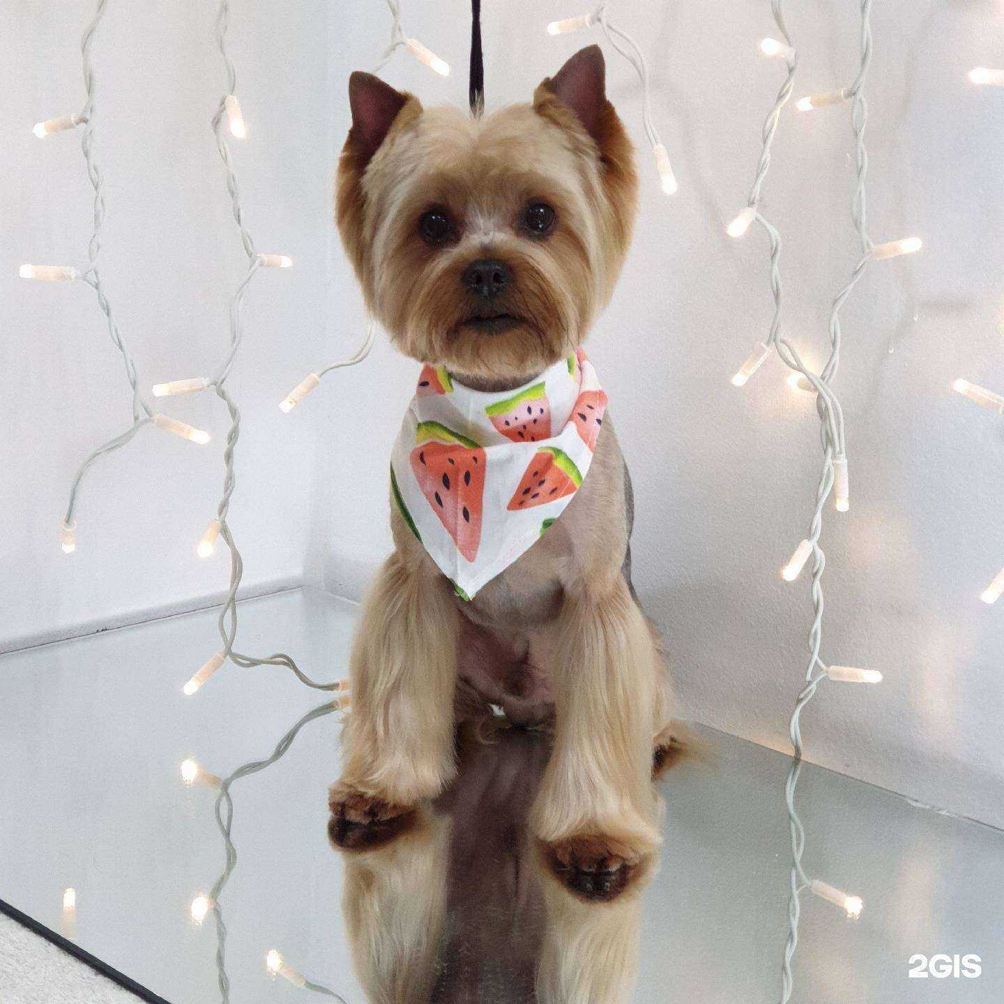 Отзывы на компанию Мальтезе в Томске c фото