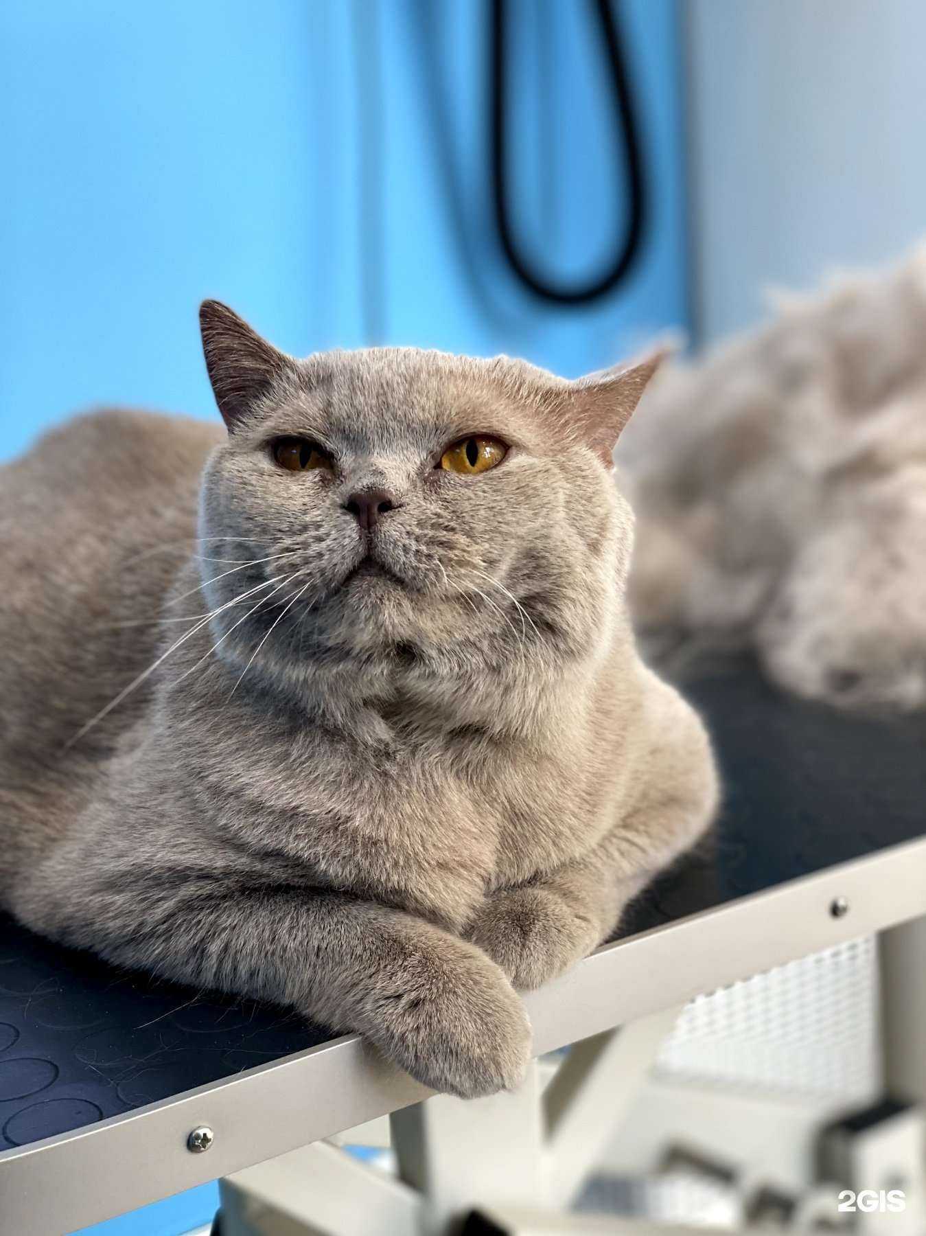 Отзывы на компанию Doggo в Новосибирске c фото