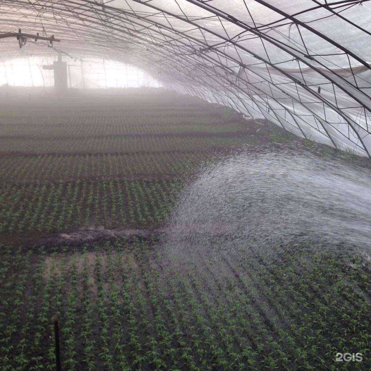 Отзывы на компанию Компания по продаже рассады овощей и цветов в г. Чита c фото