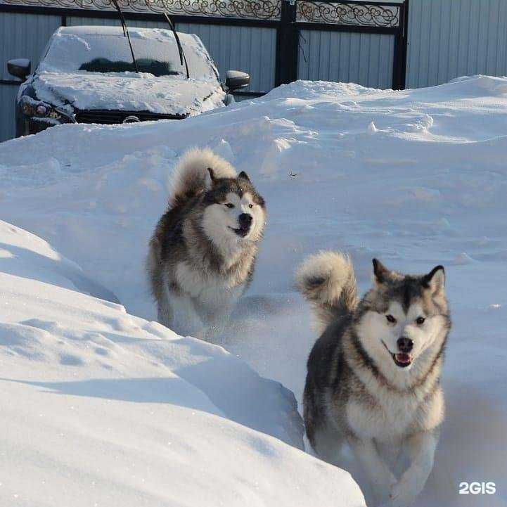 Отзывы на компанию Софтех в г. Кемерово c фото